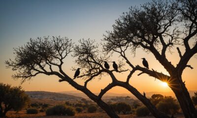 jalak birds in israel