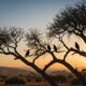 jalak birds in israel