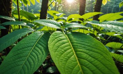 kratom leaves benefits and risks