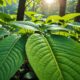 kratom leaves benefits and risks