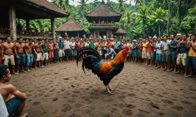 exploring legal cockfighting culture