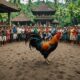 exploring legal cockfighting culture