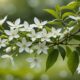 jasmine flower health benefits